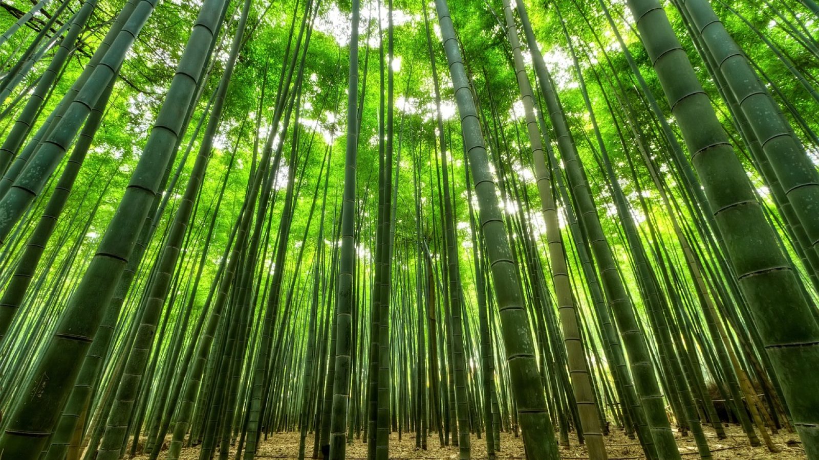 水墨国画风格背景，描绘文人雅士于竹林溪畔抚琴赏花的意境画面，色调古朴深沉